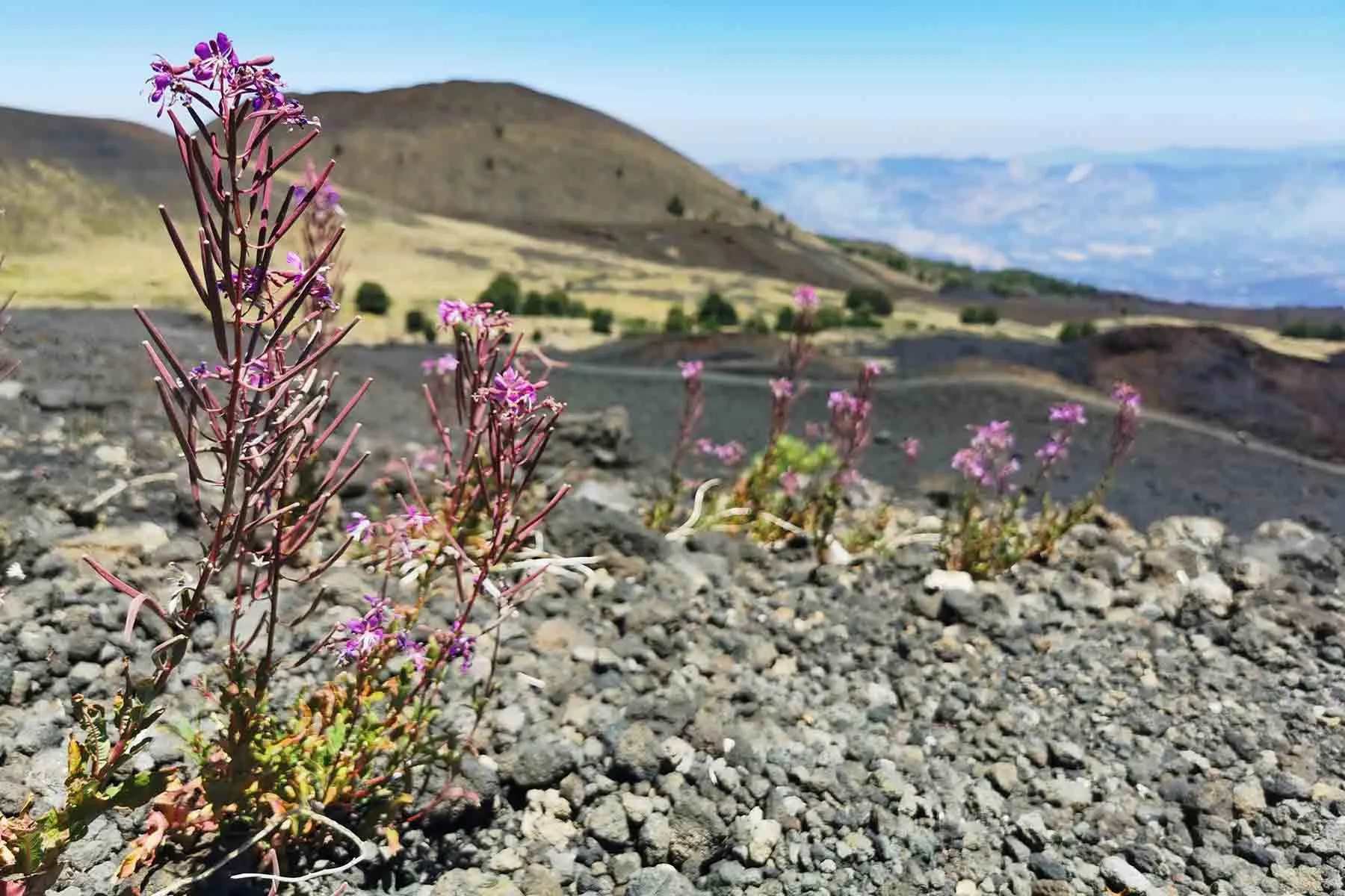 Etna-Alcnatara-tour-endemic-plant
